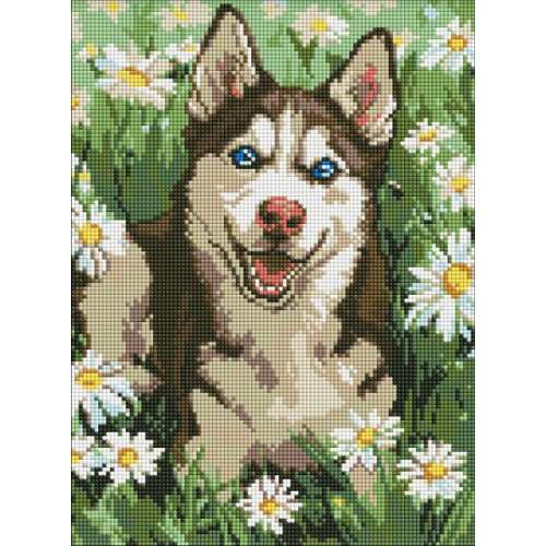 Алмазна мозаїка - Хаскі у квіточках ©art_selena_ua
