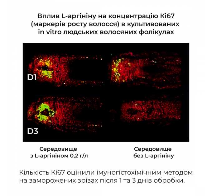 Сироватка для волосся Concentrate Serenoa + Шампунь для всіх типів волосся Nori Micellar та гребінь