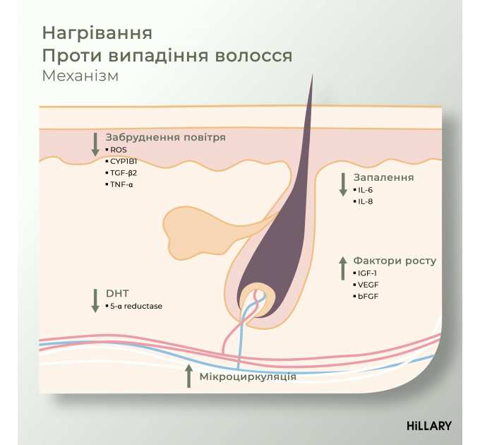 Комплекс HBS Оновлення Hillary Hair Body Skin Renewal